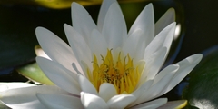 water-lily-140727_1920